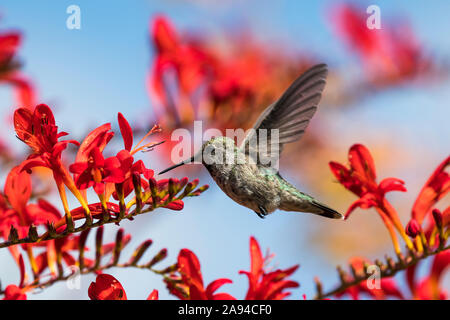 Un colibri féminin d'Anna (Calypte anna) Vole à travers la crocosmie de Lucifer (Crocosmia curtonus) Dans un jardin de fleurs de l'Oregon en été Banque D'Images