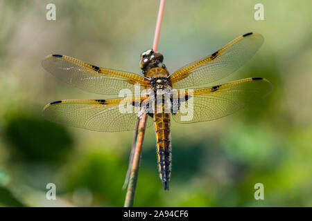 Un Skimmer à quatre points (Libellula quadrimaculata), insecte officiel de l'État de l'Alaska, sur une branche; Astoria, Oregon, États-Unis d'Amérique Banque D'Images