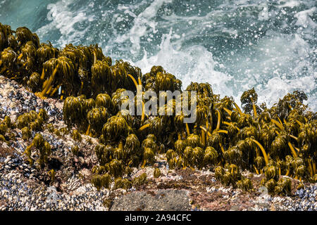 Palmiers marins (Postelsia palmaeformis) S'accrocher aux rochers dans le surf à Rocky Creek State Scenic Viewpoint sur la côte de l'Oregon Banque D'Images