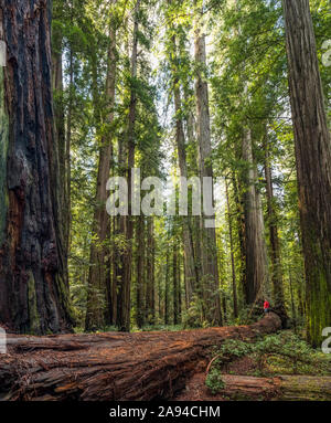 Homme debout dans les forêts de séquoias du nord de la Californie. Les arbres sont massifs et atteignent le ciel; Californie, États-Unis d'Amérique Banque D'Images