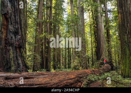 Homme debout dans les forêts de séquoias du nord de la Californie. Les arbres sont massifs et atteignent le ciel; Californie, États-Unis d'Amérique Banque D'Images