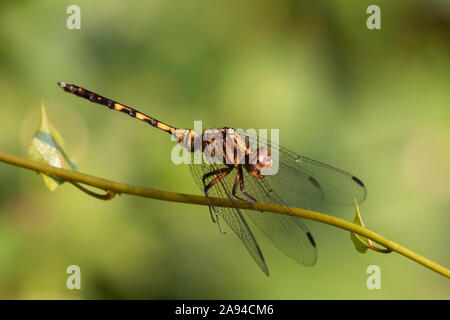 Dragonfly (Odonata), sanctuaire marécageux de Bigodi, forêt impénétrable de Bwindi; région occidentale, Ouganda Banque D'Images