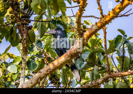 Hornbill (Bucerotidae), sanctuaire marécageux de Bigodi, forêt impénétrable de Bwindi; région occidentale, Ouganda Banque D'Images