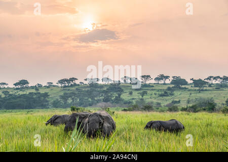 Troupeau d'éléphants d'Afrique (Loxodonta) au coucher du soleil, parc national Queen Elizabeth; région occidentale, Ouganda Banque D'Images