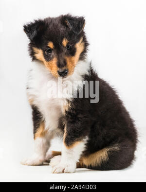 Portrait en studio d'un chiot tricolore de 6 semaines à Collie rugueuse sur fond blanc ; Studiou Banque D'Images