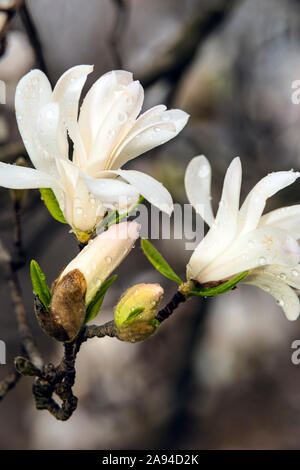 Early Star Magnolias (Magnolia Stellata), jardin botanique de New York; Bronx, New York, États-Unis d'Amérique Banque D'Images