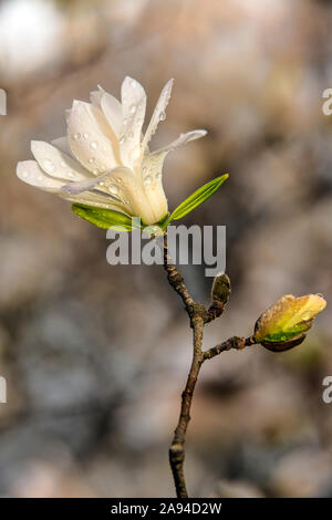 Early Star Magnolias (Magnolia Stellata), jardin botanique de New York; Bronx, New York, États-Unis d'Amérique Banque D'Images