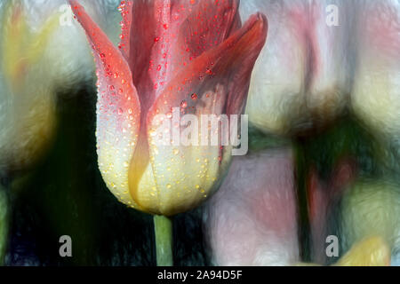 Tulipes triomphales en fleur, 'Apertif' (Liliaceae), jardin botanique de New York; Bronx, New York, États-Unis d'Amérique Banque D'Images