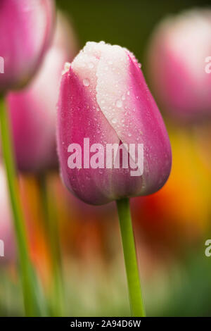 Tulipes hybrides de Darwin en fleur, 'Ollioules' (Tulipa), jardin botanique de Brooklyn ; Brooklyn, New York, États-Unis d'Amérique Banque D'Images