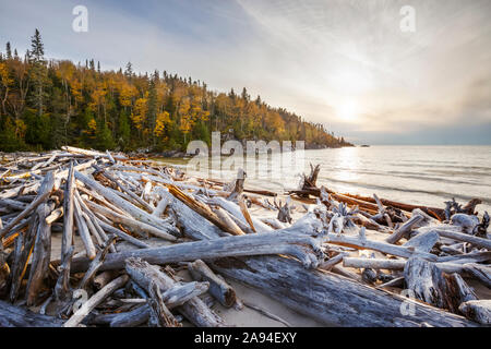 Lac supérieur avec une forêt aux couleurs automnales avec du bois flotté sur la plage; Ontario, Canada Banque D'Images