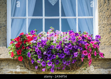 Fleurs fleuries de différentes couleurs dans un plantoir à l'extérieur d'une fenêtre; Simonburn, Northumberland, Angleterre Banque D'Images