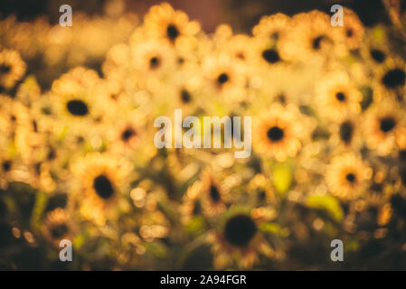 Résumé Le Tournesol Banque D'Images