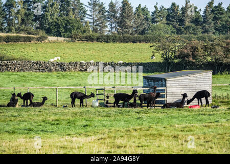 Alpacas (Vicugna pacos) paissant dans un champ; Hexham, Northumberland, Angleterre Banque D'Images