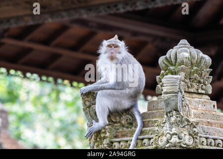 Singe à longue queue balinais (macaque), assis sur le monument en pierre dans le temple des singes sacrés. Jungle verte et toit en arrière-plan. Ubud, Bali, Indonésie Banque D'Images