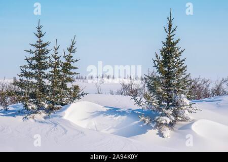 A snowy winter landscape scene dans le nord du Canada, avec quelques petites épinettes noires debout dans la neige profonde. Churchill, Manitoba. Banque D'Images