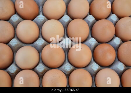 Close up of brown eggs fraîchement récoltées dans un oeuf en carton support. Banque D'Images