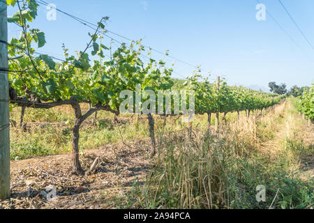 Des lignes et des lignes de vignes dans un vignoble sur une colline un jour de printemps dans la région vinicole du Cap, Stellenbosch, Afrique du Sud Banque D'Images