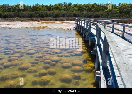 De rares colonie de 6 kilomètre de long thrombolite roches accrétées vivant de carbonate de calcium des structures en eau peu profonde, 3,5 milliards d'années au lac Clifton. Banque D'Images