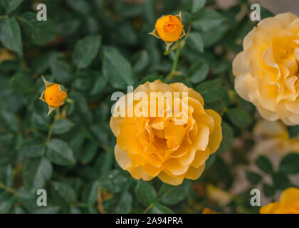 Roses jaunes dans le jardin close up, doux fond vert Banque D'Images