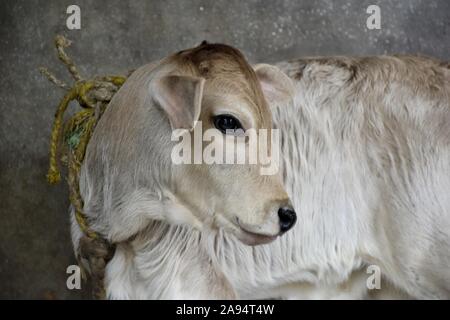 Un veau mâle seul avec ses yeux à la recherche de sa mère. Banque D'Images