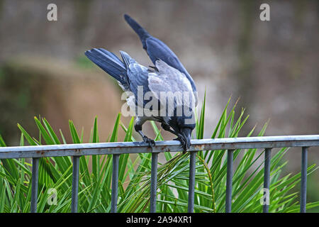 Hooded crow corvus cornix latine dans la famille corvidae perché sur une balustrade dans le centre de Rome près du Colisée au lissage Banque D'Images