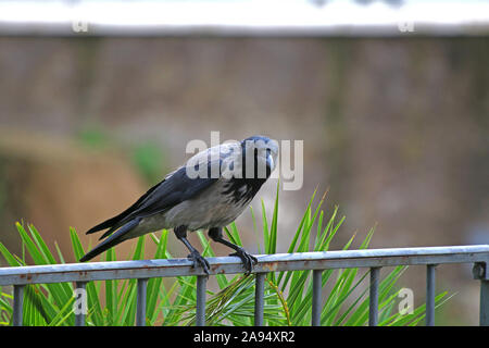 Hooded crow corvus cornix latine dans la famille corvidae perché sur une balustrade dans le centre de Rome près du Colisée à la recherche à l'appareil photo Banque D'Images