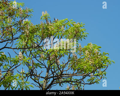 Arbre Marronnier (Aesculus hippocastanum) floraison secondaire à la fin août après la chute des feuilles abîmées causée par l'infection de parasites b Banque D'Images