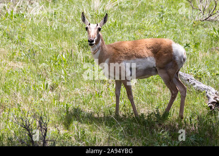 L'antilope sauvage paissant dans les champs dans le Parc National de Yellowstone (Wyoming). Banque D'Images