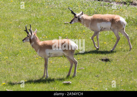 L'antilope sauvage paissant dans les champs dans le Parc National de Yellowstone (Wyoming). Banque D'Images