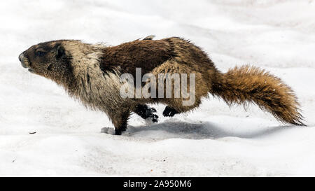 Une marmotte sauvage à Mount Rainier National Park, à Washington. Banque D'Images