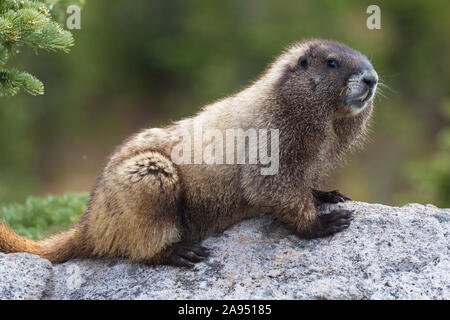 Une marmotte sauvage à Mount Rainier National Park, à Washington. Banque D'Images