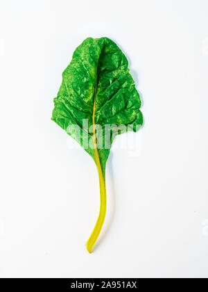 L'une des feuilles de bette à carde isolé sur fond blanc. Arc-en-ciel frais suisse chard avec les couleurs jaune et verte, vue de dessus ou de mise à plat Banque D'Images