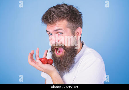 Envie d'essayer mon berry barbu hippie détient les fraises sur palm, Close up. L'homme gai va manger sucré des fraises mûres fond bleu. L'homme heureux face bouche ouverte à barbe mange les fraises. Banque D'Images