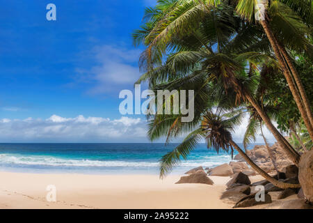 Plage tropicale et de cocotiers Banque D'Images