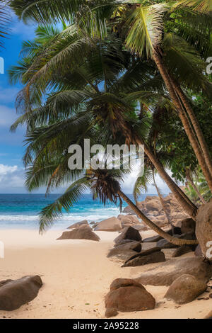 Plage tropicale et de cocotiers Banque D'Images