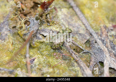 Marsh zabre (Elaphrus riparius) Banque D'Images