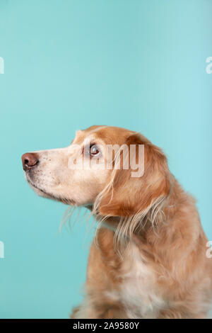 Mixed breed dog à côté isolé sur fond bleu. Studio portrait avec copie espace. Banque D'Images