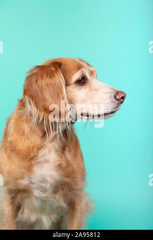 Close-up of mixed breed dog à côté sur fond bleu. Portrait Studio Banque D'Images