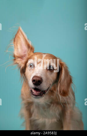 Portrait de chien looking at camera avec une oreille. Banque D'Images