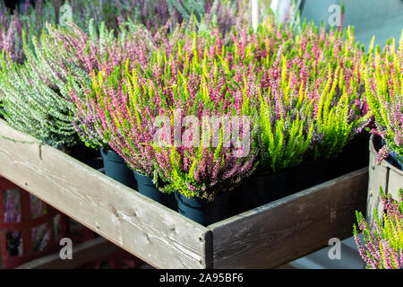 Blooming Heather Calluna dans des pots, des fleurs roses sur un buisson de bruyère dans un récipient en bois d'un magasin de fleur. Automne plantes bruyère commune, backdr Banque D'Images