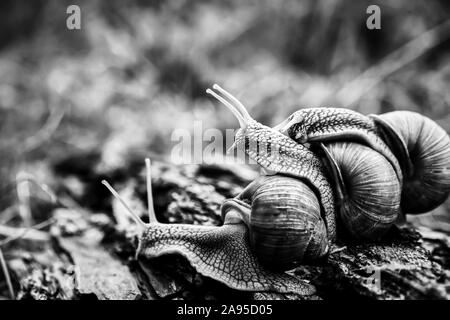 Un gros escargots rampant sur l'un dans le studio Banque D'Images