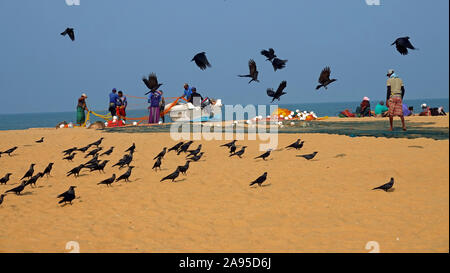 Les pêcheurs, Plage, Negombo, Sri Lanka, Province de l'Ouest Banque D'Images