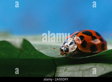 Une coccinelle assise sur une feuille verte Banque D'Images