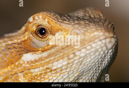 Un dragon de perles, animaux âgés de 6 mois. Photo axée sur la tête de ce reptile comme il ressemble à l'appareil photo depuis une vue de côté Banque D'Images