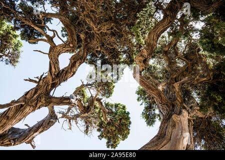 Ancienne Phoenicean les genévriers (Juniperus phoenicea) sur la plage, près de Sartène, Corse, France Banque D'Images