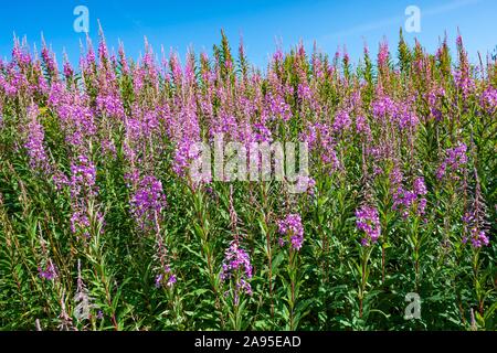 Blooming sally (Epilobium angustifolium), la floraison, la Réserve de biosphère de Rhon, Hesse, Allemagne Banque D'Images