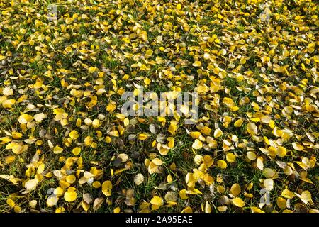 Politique Le tremble (Populus tremula), feuilles jaunes sur le sol, Thuringe, Allemagne Banque D'Images