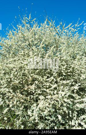 Prunellier (Prunus spinosa), des fleurs blanches, Thuringe, Allemagne Banque D'Images