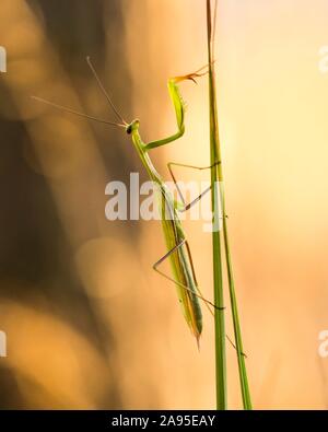 (Mantis religiosa Mantis) sur herbe, Hesse, Allemagne Banque D'Images
