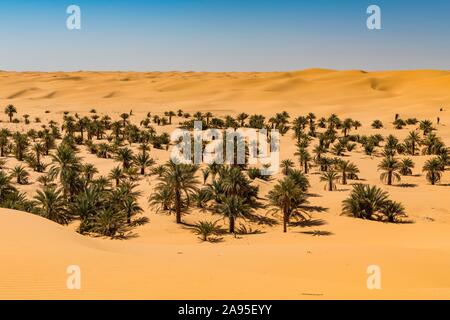 Palmeraie dans le sanddunes, près de Timimoun, dans l'ouest de l'Algérie, l'Algérie Banque D'Images